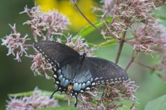 Eastern Tiger Swallowtail, Papilio glaucus