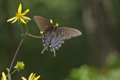 Eastern Tiger Swallowtail, Papilio glaucus