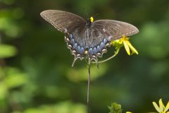 Eastern Tiger Swallowtail, Papilio glaucus