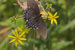 Eastern Tiger Swallowtail, Papilio glaucus