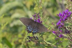 Eastern Tiger Swallowtail, Papilio glaucus