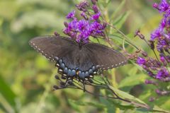 Eastern Tiger Swallowtail, Papilio glaucus