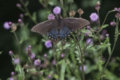 Eastern Tiger Swallowtail, Papilio glaucus