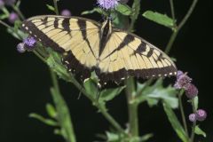 Eastern Tiger Swallowtail, Papilio glaucus