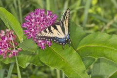 Eastern Tiger Swallowtail, Papilio glaucus