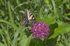 Eastern Tiger Swallowtail, Papilio glaucus