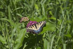 Eastern Tiger Swallowtail, Papilio glaucus