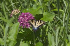 Eastern Tiger Swallowtail, Papilio glaucus