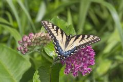 Eastern Tiger Swallowtail, Papilio glaucus