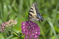 Eastern Tiger Swallowtail, Papilio glaucus