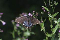 Eastern Tiger Swallowtail, Papilio glaucus