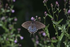 Eastern Tiger Swallowtail, Papilio glaucus