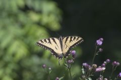 Eastern Tiger Swallowtail, Papilio glaucus