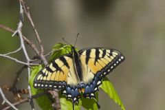 Eastern Tiger Swallowtail, Papilio glaucus