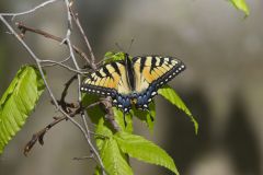 Eastern Tiger Swallowtail, Papilio glaucus