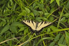 Eastern Tiger Swallowtail, Papilio glaucus