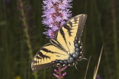 Eastern Tiger Swallowtail, Papilio glaucus