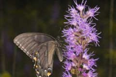 Eastern Tiger Swallowtail, Papilio glaucus