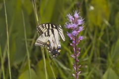 Eastern Tiger Swallowtail, Papilio glaucus