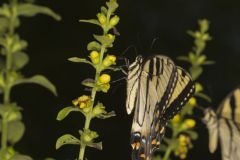 Eastern Tiger Swallowtail, Papilio glaucus