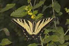 Eastern Tiger Swallowtail, Papilio glaucus