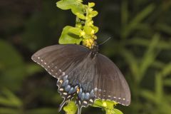 Eastern Tiger Swallowtail, Papilio glaucus