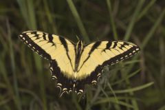 Eastern Tiger Swallowtail, Papilio glaucus