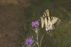 Eastern Tiger Swallowtail, Papilio glaucus