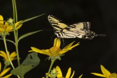 Eastern Tiger Swallowtail, Papilio glaucus