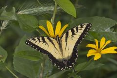 Eastern Tiger Swallowtail, Papilio glaucus