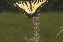 Eastern Tiger Swallowtail, Papilio glaucus