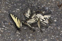 Eastern Tiger Swallowtail, Papilio glaucus