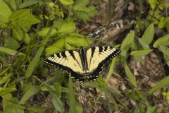 Eastern Tiger Swallowtail, Papilio glaucus