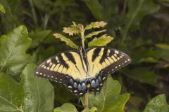 Eastern Tiger Swallowtail, Papilio glaucus