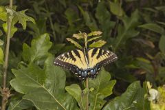 Eastern Tiger Swallowtail, Papilio glaucus