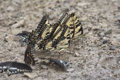 Eastern Tiger Swallowtail, Papilio glaucus