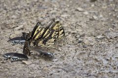 Eastern Tiger Swallowtail, Papilio glaucus