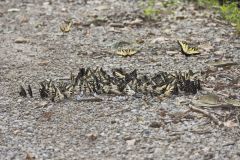 Eastern Tiger Swallowtail, Papilio glaucus