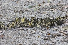 Eastern Tiger Swallowtail, Papilio glaucus