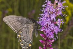 Eastern Tiger Swallowtail, Papilio glaucus