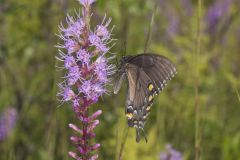 Eastern Tiger Swallowtail, Papilio glaucus