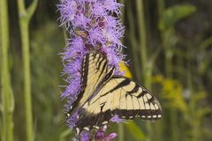 Eastern Tiger Swallowtail, Papilio glaucus