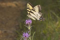 Eastern Tiger Swallowtail, Papilio glaucus