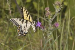 Eastern Tiger Swallowtail, Papilio glaucus