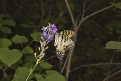 Eastern Tiger Swallowtail, Papilio glaucus