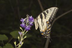 Eastern Tiger Swallowtail, Papilio glaucus