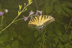 Eastern Tiger Swallowtail, Papilio glaucus