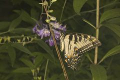 Eastern Tiger Swallowtail, Papilio glaucus