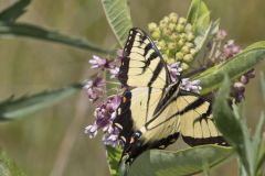 Eastern Tiger Swallowtail, Papilio glaucus