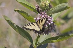 Eastern Tiger Swallowtail, Papilio glaucus